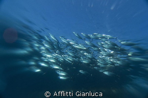 the herd elusive by Afflitti Gianluca 